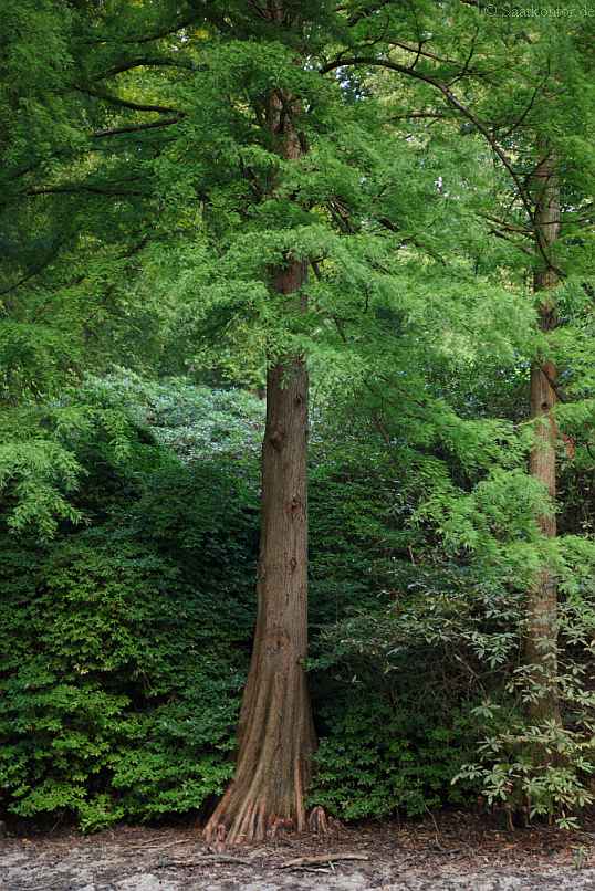 Taxodium Distichum Samen Kaufen Saatgut Echte Sumpfzypresse Hier