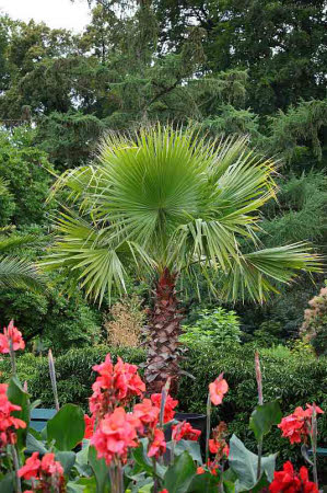 Washingtonia Robusta Samen Kaufen Saatgut Mexikanische