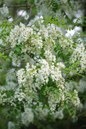 Saatgut Samen Robinie Scheinakazie Robinia Pseudoacacia Hier