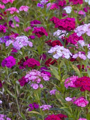 Samen Saatgut Zweij Hrige Sommerblumen Bartnelken Samen