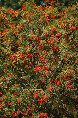 Sorbus Aucuparia Samen Kaufen Saatgut Vogelbeere Eberesche Hier Im Onlineshop Bestellen