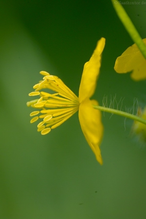 Samen, Saatgut - SchÃ¶llkraut, Warzenkraut (Chelidonium majus)